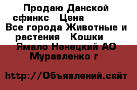 Продаю Данской сфинкс › Цена ­ 2 000 - Все города Животные и растения » Кошки   . Ямало-Ненецкий АО,Муравленко г.